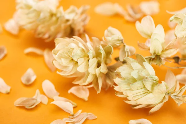 Close up view of twig with hop seed cones near petals isolated on yellow background — Stock Photo