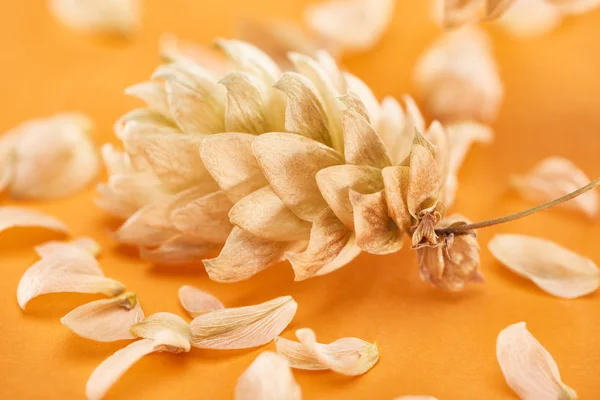 Close up view of dry hops near petals isolated on yellow background — Stock Photo