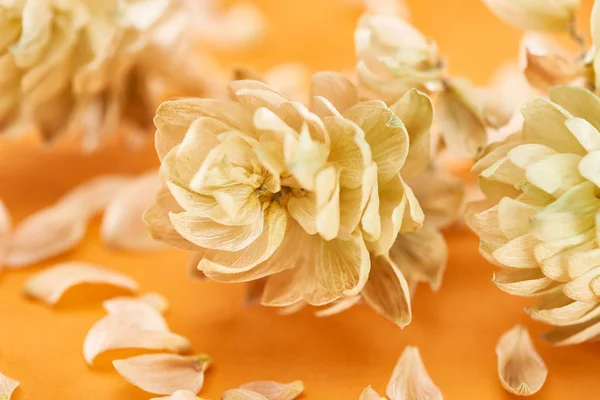 Nahaufnahme von trockenem Hopfen in der Nähe von Blütenblättern auf gelbem Hintergrund — Stockfoto