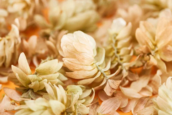 Close up view of dry hops near petals on yellow background — Stock Photo