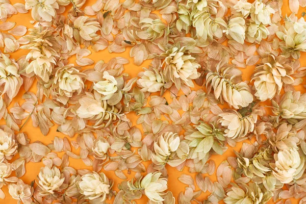 Vista dall'alto di ramoscelli con coni di semi di luppolo vicino a petali su sfondo giallo — Foto stock