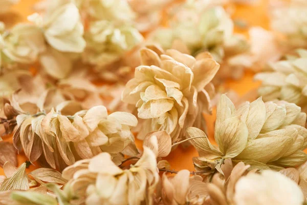 Close up view of dry hops near petals on yellow background — Stock Photo