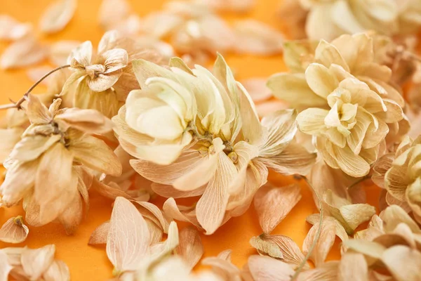 Close up view of dry hops near petals on yellow background — Stock Photo