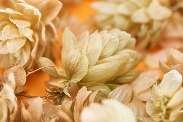 Close up view of dry hop near petals on yellow background — Stock Photo