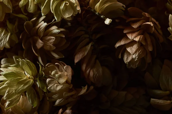 Vista de cerca de los conos de semillas de lúpulo seco aislados sobre fondo negro - foto de stock