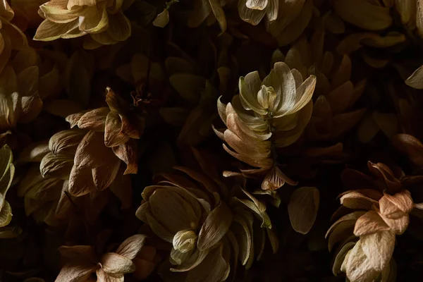 Close up view of dry hops seed cones isolated on black background — Stock Photo