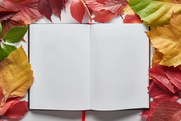 Caderno em branco emoldurado com folhas de outono coloridas de amieiro, bordo e uvas selvagens no fundo branco — Fotografia de Stock