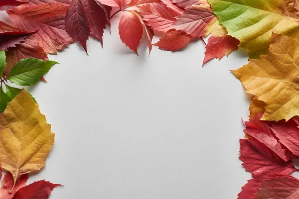 Feuilles d'automne colorées d'aulne, d'érable et de raisin sauvage sur fond blanc — Photo de stock