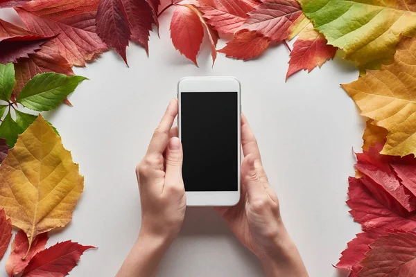 Abgeschnittene Ansicht einer Frau mit Smartphone und leerem Bildschirm in der Nähe bunter Herbstblätter von Erle, Ahorn und wilden Trauben auf weißem Hintergrund — Stockfoto