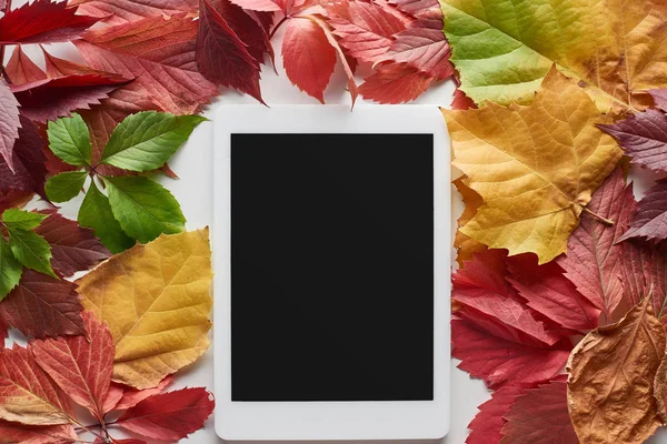 Top view of digital tablet with blank screen framed with colorful autumn leaves of alder, maple and wild grapes on white background — Stock Photo