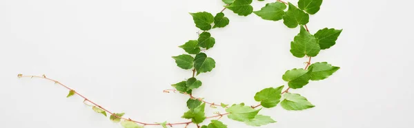 Colpo panoramico di ramoscello di pianta di luppolo con foglie verdi isolate su bianco — Stock Photo