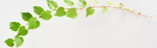Colpo panoramico di ramoscello di pianta di luppolo con foglie verdi isolate su bianco — Foto stock