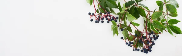 Panoramic shot of wild grapes branch with green leaves and berries isolated on white — Stock Photo