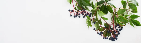 Plan panoramique de la branche de raisin sauvage avec des feuilles vertes et des baies isolées sur blanc — Photo de stock