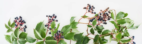 Plano panorámico de rama de uvas silvestres con hojas verdes y bayas aisladas en blanco - foto de stock