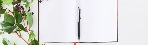 Tiro panorâmico de notebook em branco com caneta perto de ramos de uvas selvagens com folhas verdes e bagas isoladas em branco — Fotografia de Stock
