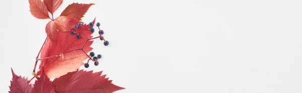 Панорамний знімок гілки дикого винограду з червоним листям і ягодами ізольовані на білому — стокове фото