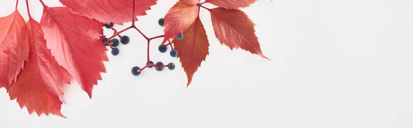 Colpo panoramico di ramo d'uva selvatica con foglie rosse e bacche isolate su bianco — Foto stock