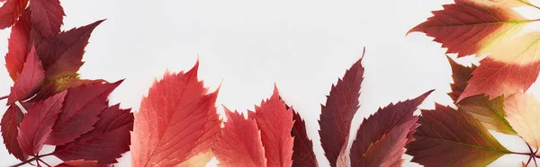 Panoramische Aufnahme von farbenfrohen Herbstblättern wilder Trauben auf weißem Grund — Stockfoto