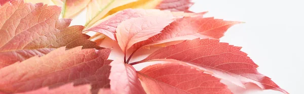 Vista da vicino di colorate foglie autunnali di uva selvatica su sfondo bianco, colpo panoramico — Foto stock