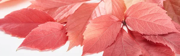 Vue rapprochée de feuilles d'automne colorées de raisins sauvages sur fond blanc, vue panoramique — Photo de stock