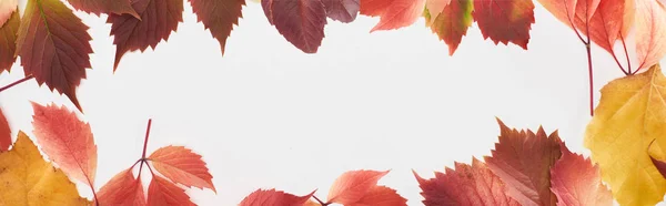 Panoramic shot of colorful autumn leaves of wild grapes and alder isolated on white — Stock Photo