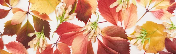 Tiro panorâmico de sementes de bordo, folhas de outono coloridas de uvas silvestres, amieiro e bordo isolado em branco — Fotografia de Stock