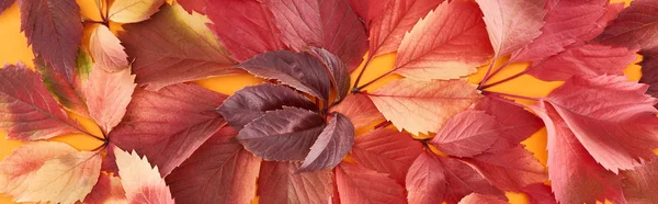 Colpo panoramico di colorate foglie autunnali di uva selvatica su superficie gialla — Foto stock