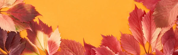 Plan panoramique de feuilles d'automne colorées de raisins sauvages isolés sur jaune — Photo de stock