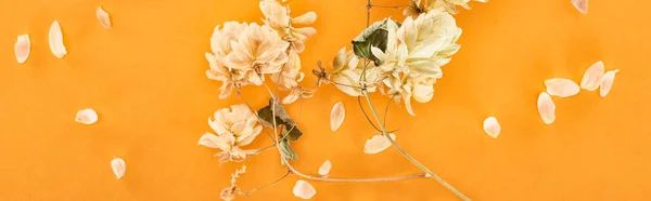 Tiro panorâmico de galho com cones de semente de lúpulo seco perto de pétalas isoladas em amarelo — Fotografia de Stock