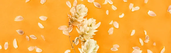 Панорамний знімок гілки з сухими шишками насіння хмелю біля пелюсток ізольовано на жовтому — стокове фото