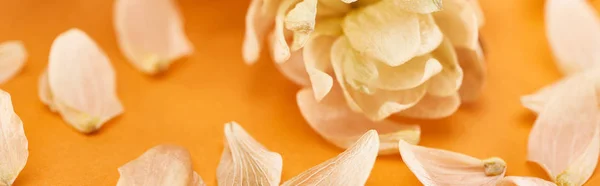 Close up view of dry hop seed cones near petals on yellow, panoramic shot — Stock Photo