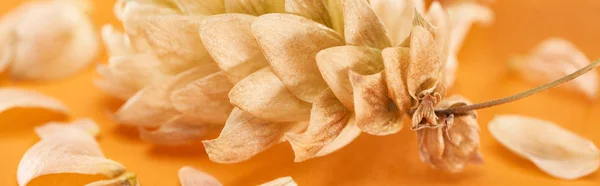 Nahaufnahme trockener Hopfenzapfen in der Nähe von Blütenblättern auf gelber, panoramischer Aufnahme — Stockfoto