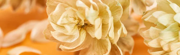 Закрыть обзор конусов семян сухого хмеля рядом с лепестками на желтом, панорамный снимок — стоковое фото