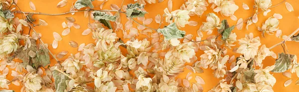 Panoramic shot of scattered dry hops near petals on yellow background — Stock Photo