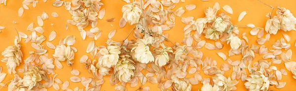 Panoramic shot of scattered dry hops near petals on yellow background — Stock Photo