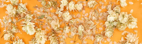 Panoramic shot of scattered dry hops near petals on yellow background — Stock Photo