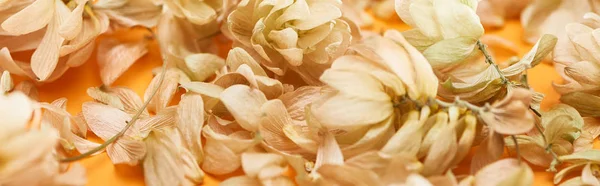 Close up view of dry hop seed cones near petals on yellow, panoramic shot — Stock Photo