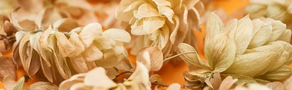 Close up view of dry hop seed cones on yellow, panoramic shot — Stock Photo