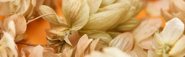 Close up view of dry hop seed cones on yellow, panoramic shot — Stock Photo