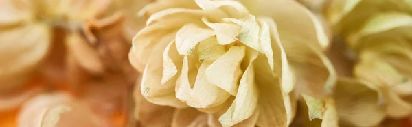 Close up view of dry hop seed cones on yellow, panoramic shot — Stock Photo