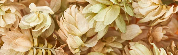 Background of scattered dry hop seed cones, panoramic shot — Stock Photo