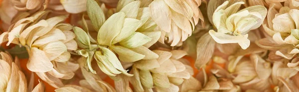 Background of scattered dry hop seed cones, panoramic shot — Stock Photo