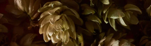 Close up view of dry hop seed cones isolated on black, panoramic shot — Stock Photo