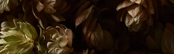 Close up view of dry hop seed cones isolated on black, panoramic shot — Stock Photo