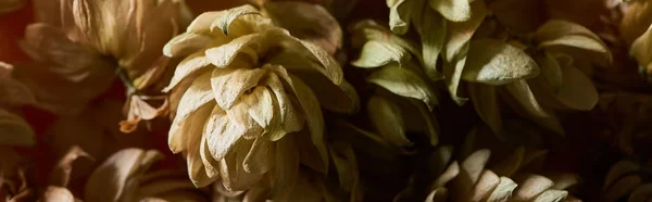 Близкий обзор конусов семян сухого хмеля, изолированных на черном, панорамный снимок — стоковое фото