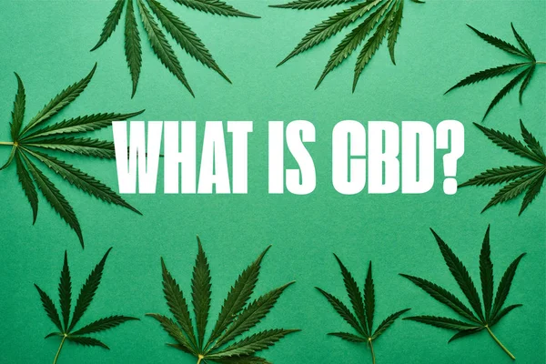 Vista superior de folhas de cannabis verde no fundo verde com branco o que é ilustração cbd — Fotografia de Stock