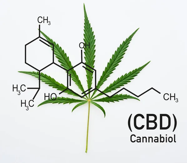 Top view of cannabis leaf on white background with cbd molecule illustration — Stock Photo