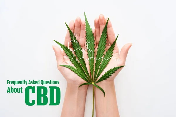 Cropped view of woman holding marijuana leaf on white background with frequently asked questions about cbd illustration — Stock Photo