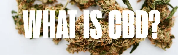 Nahaufnahme medizinischer Marihuana-Knospen auf weißem Hintergrund mit der cbd-Frage, Panoramaaufnahme — Stockfoto